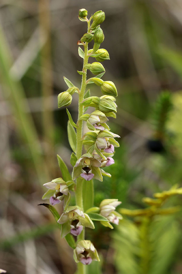 Epipactis_neerlandica_3643.jpg