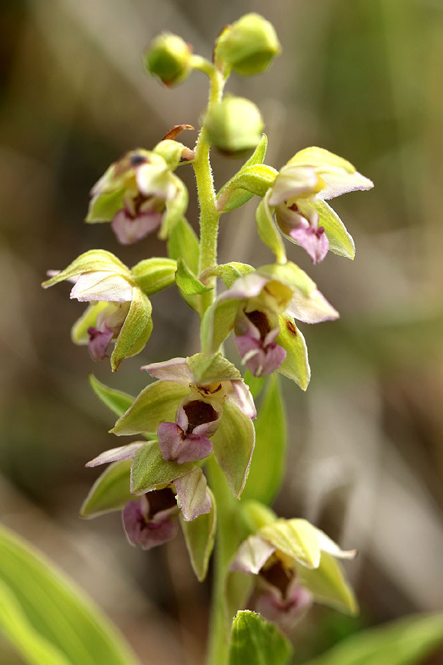 Epipactis_neerlandica_3644.jpg