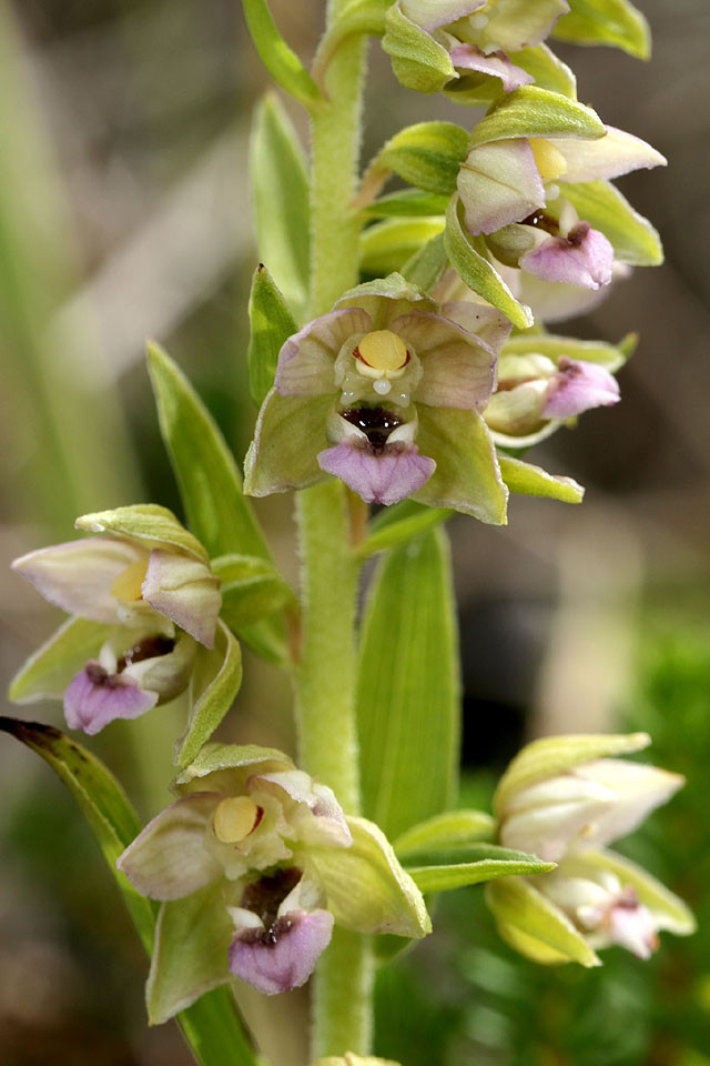 Epipactis_neerlandica_3648.jpg