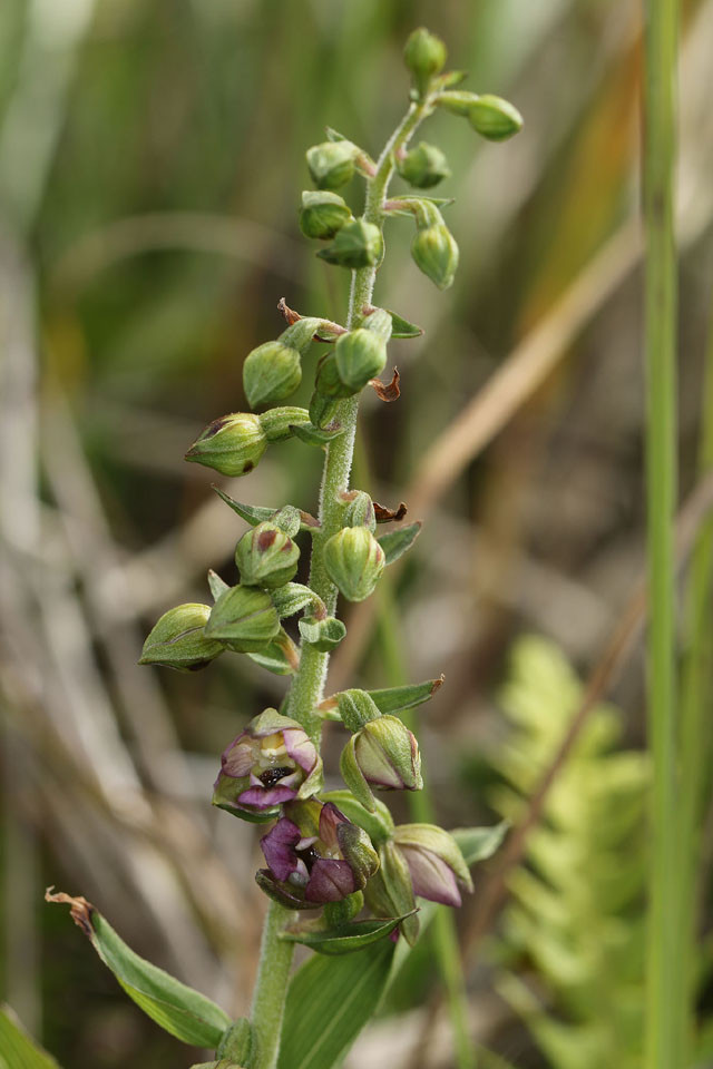 Epipactis_neerlandicai_3651.jpg