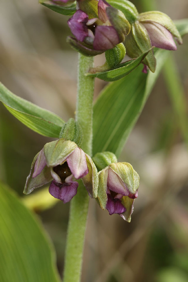 Epipactis_renzii_3652.jpg