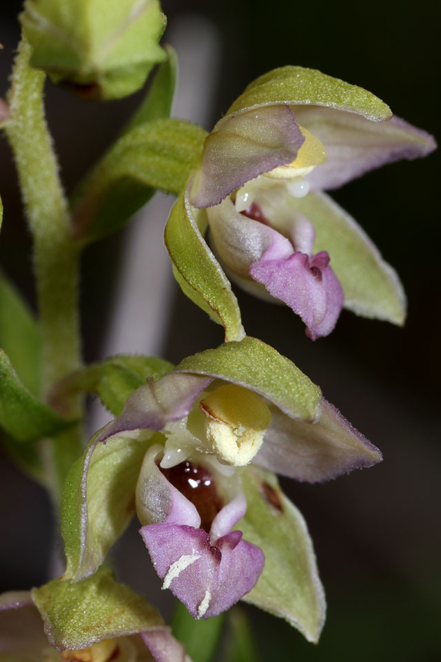 Epipactis_neerlandica_3658.jpg