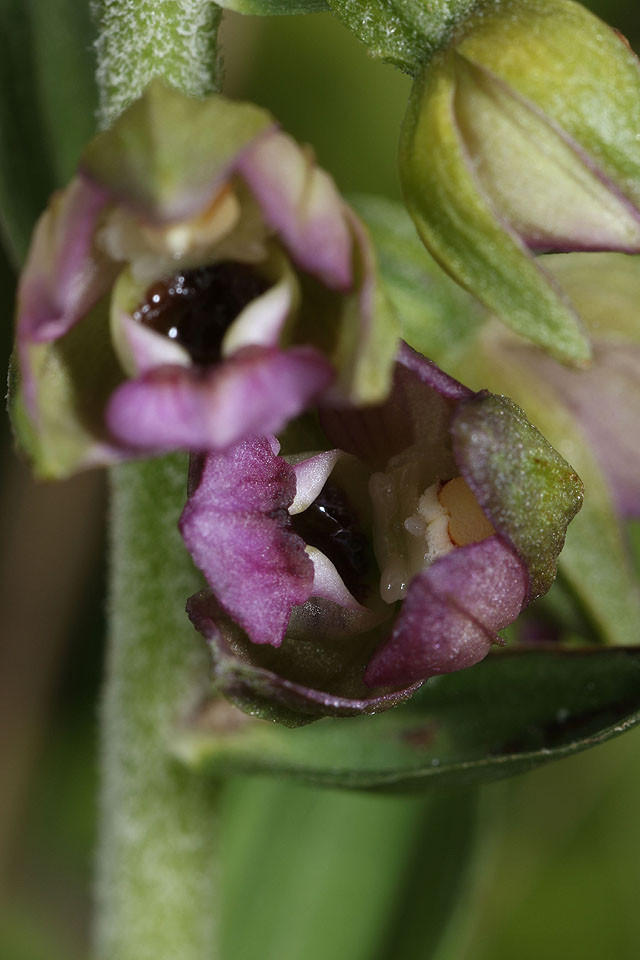 Epipactis_neerlandicai_3652.jpg