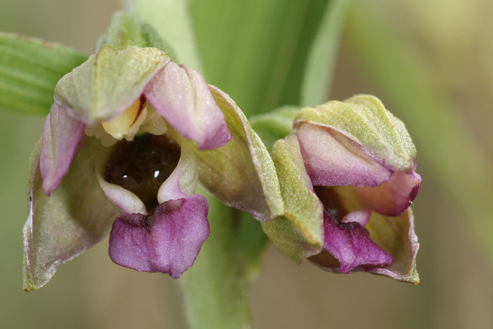 Epipactis_renzii_3668.jpg