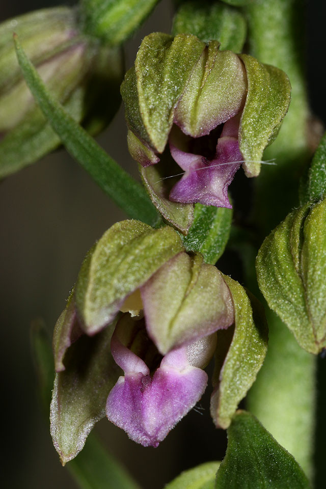 Epipactis_renzii_3794.jpg