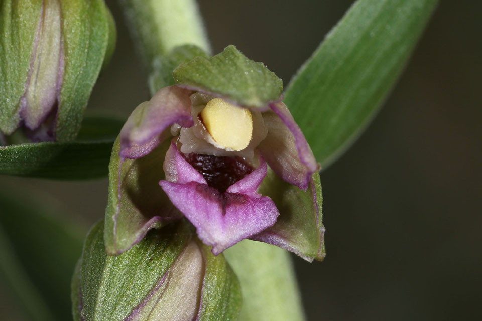 Epipactis_renzii_3692.jpg