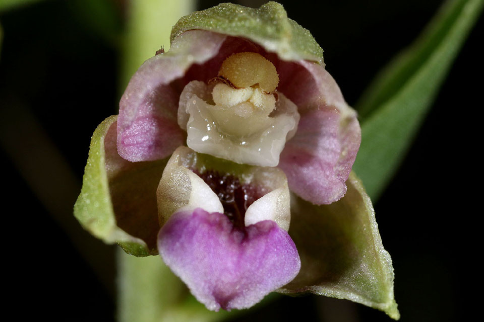 Epipactis_neerlandica_3733.jpg