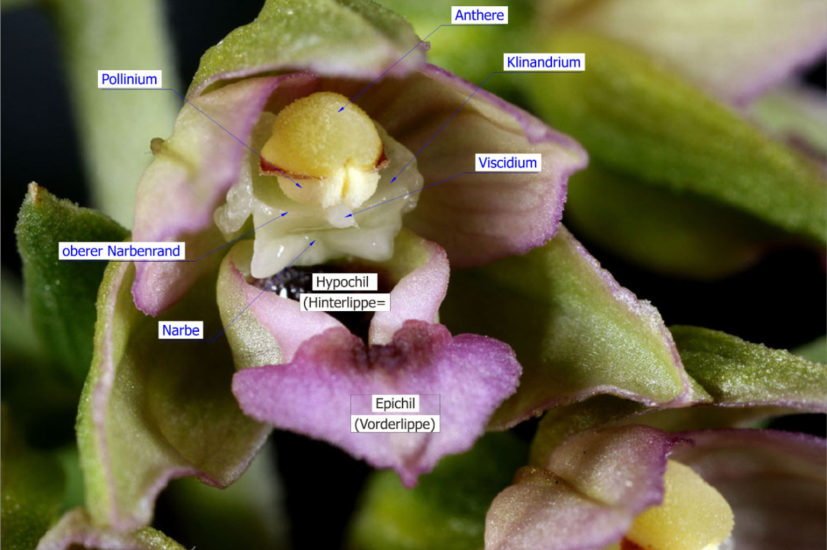 Epipactis_neerlandica_Beschrieb.JPG