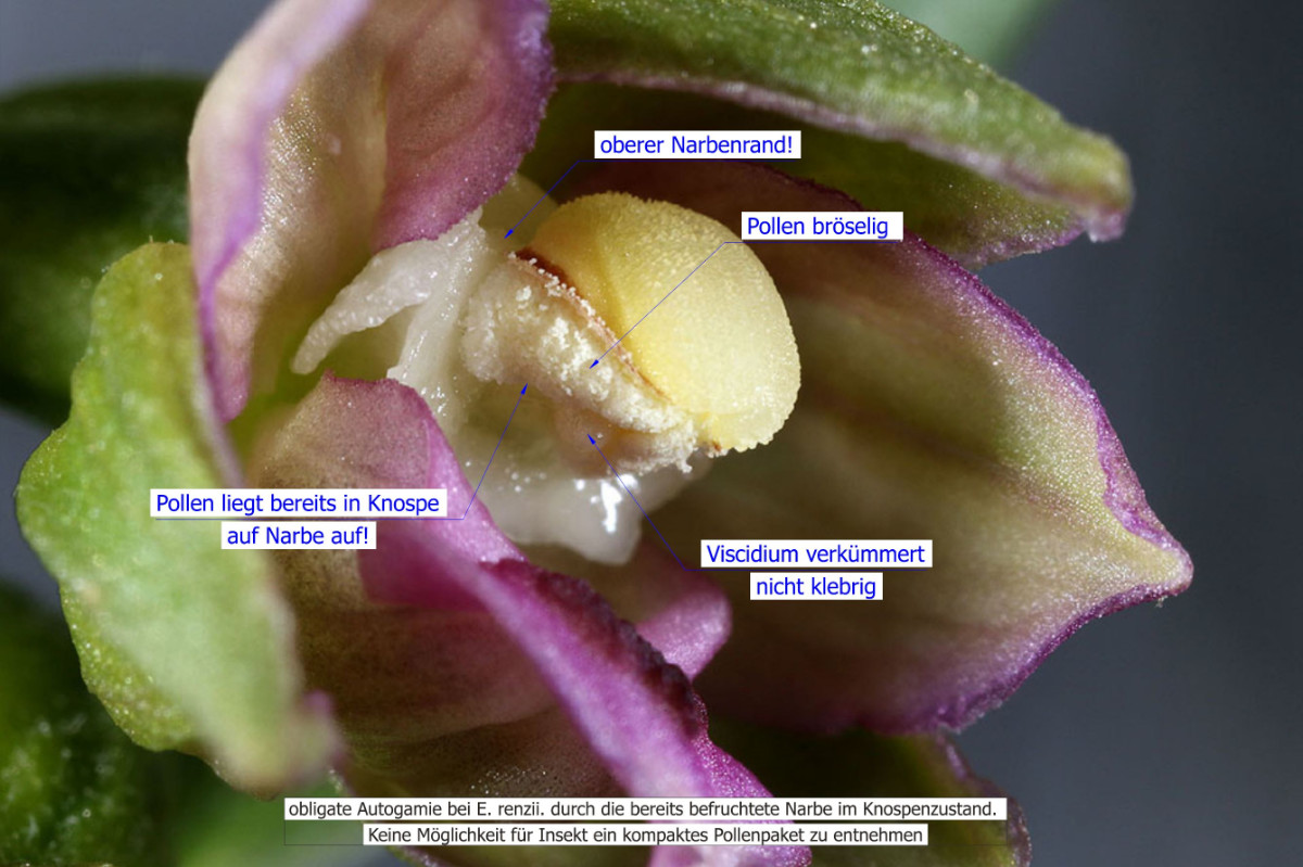 Epipactis_renzii_Beschrieb.JPG