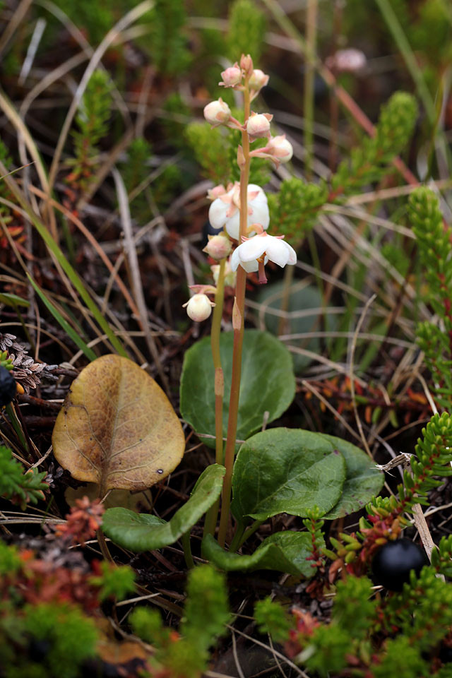 Pyrola_rotundifolia_ssp_maritima_Duenen_Wintergruen_3868.jpg