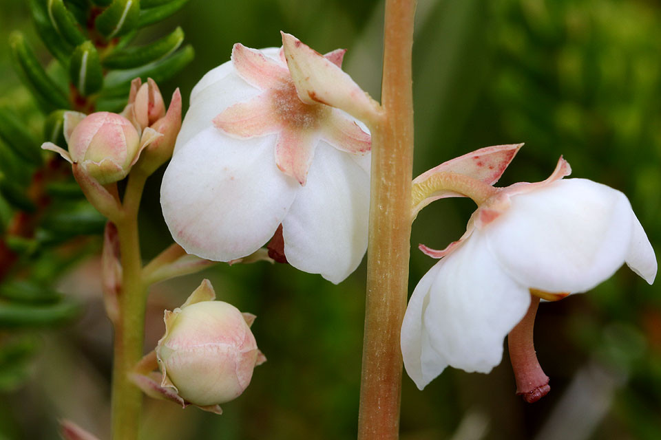 Pyrola_rotundifolia_ssp_maritima_Duenen_Wintergruen_3699.jpg