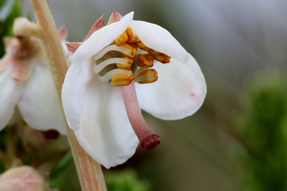 Pyrola_rotundifolia_ssp_maritima_Duenen_Wintergruen_3701.jpg