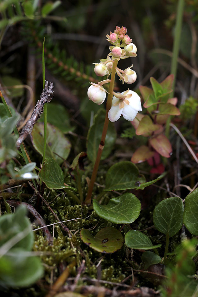 Pyrola_rotundifolia_ssp_maritima_Duenen_Wintergruen_3878.jpg