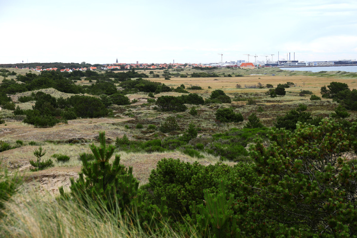 Biotope_suedl_Skagen_9221.jpg