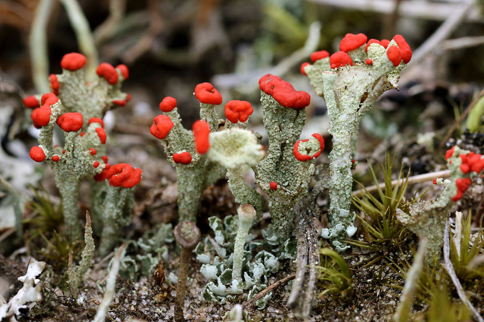 Cladonia_pleurota_Weitkelchige_Becherflechte_3759.jpg