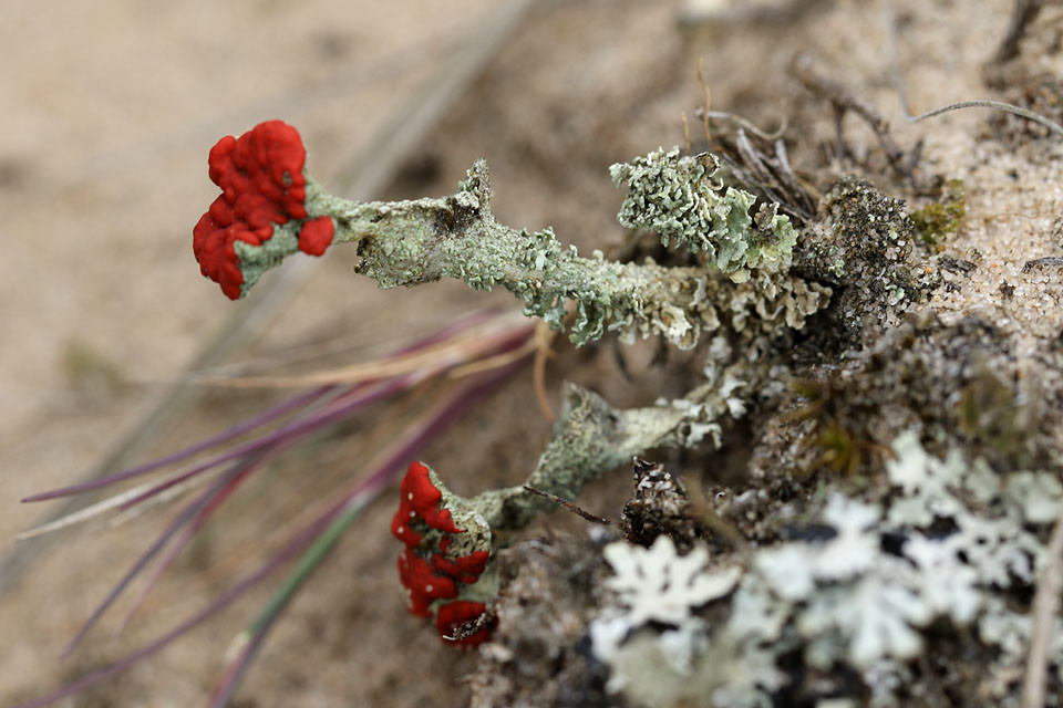 Cladonia_pleurota_Weitkelchige_Becherflechte_3766.jpg