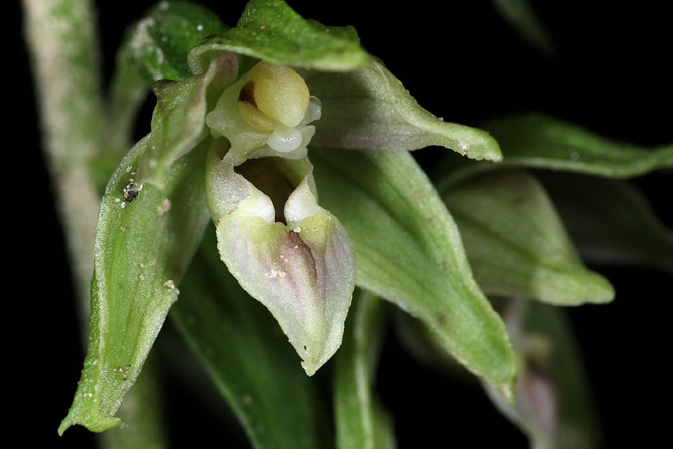 Epipactis_NEU_0010.jpg