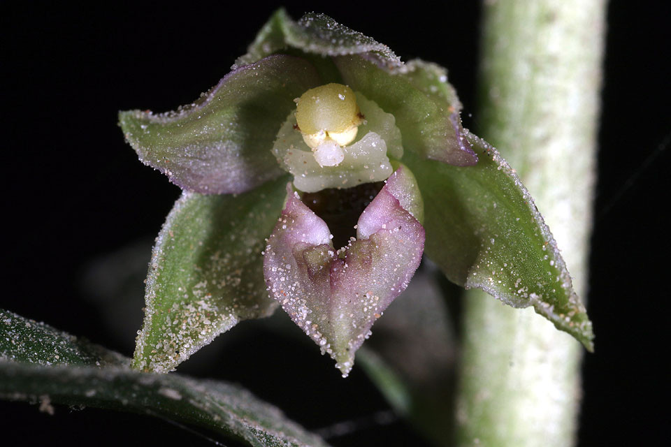 Epipactis_NEU_0001.jpg