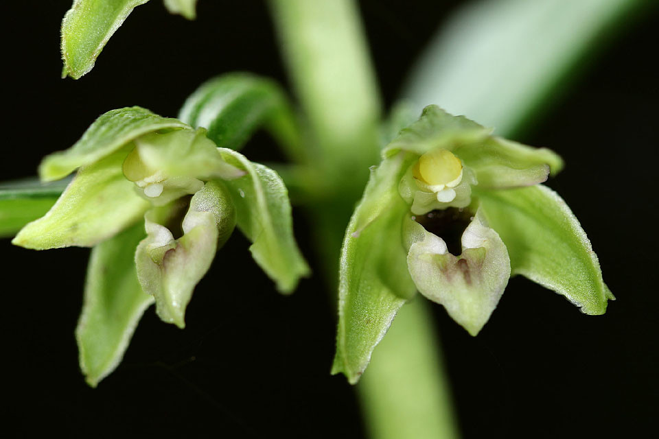 Epipactis_NEU_0011.jpg