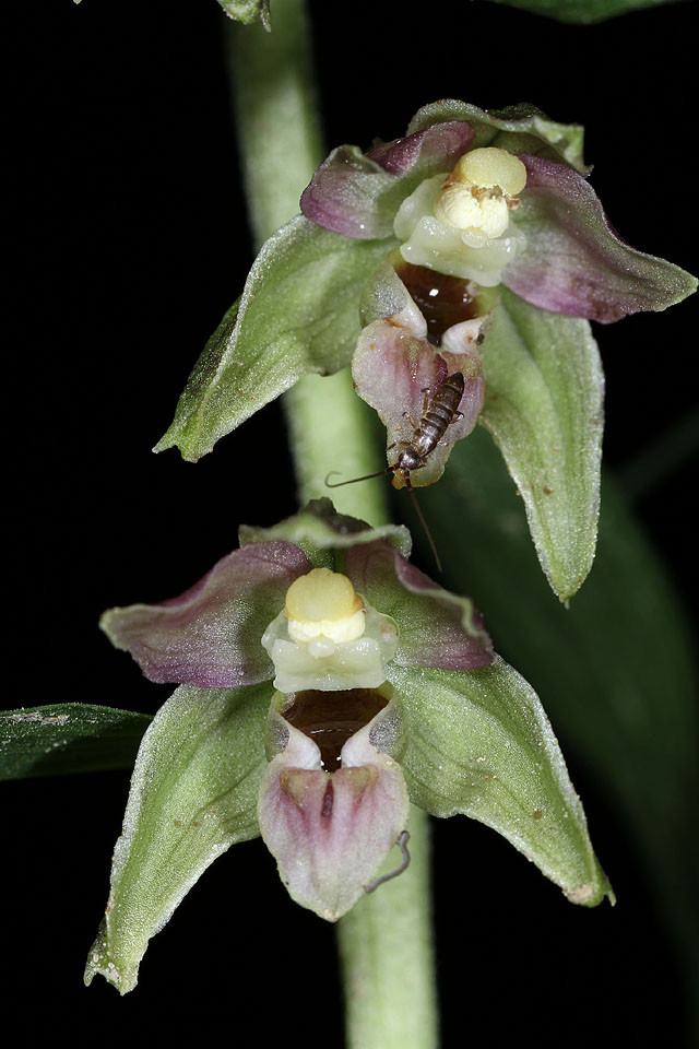 Epipactis_NEU_0012.jpg