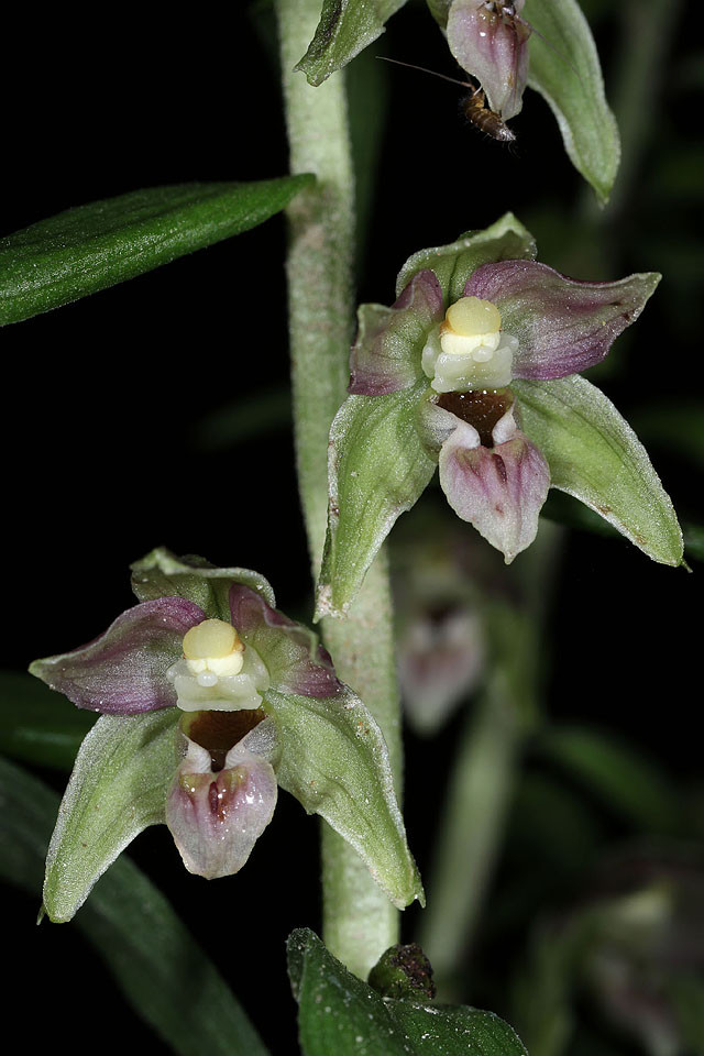 Epipactis_NEU_0013.jpg