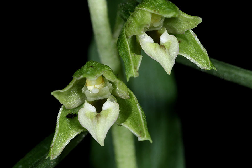 Epipactis_NEU_0014.jpg