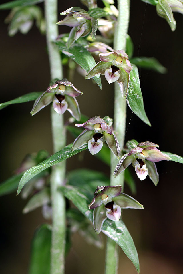 Epipactis_NEU_0005.jpg