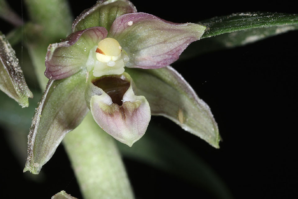 Epipactis_NEU_0006.jpg