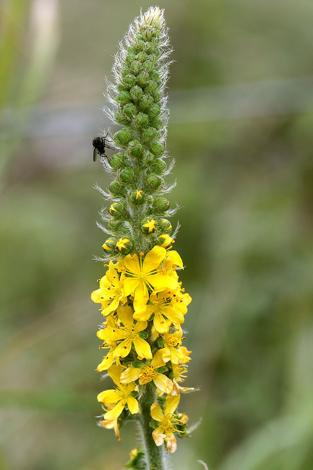 Agrimonia_procera_Großer_Odermennig_3165.jpg