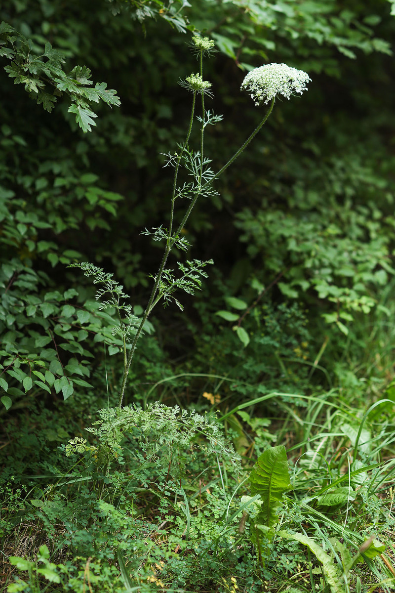 Aethusa_cynapium_ssp_elata_Wald_Hundspetersilie_4043.jpg