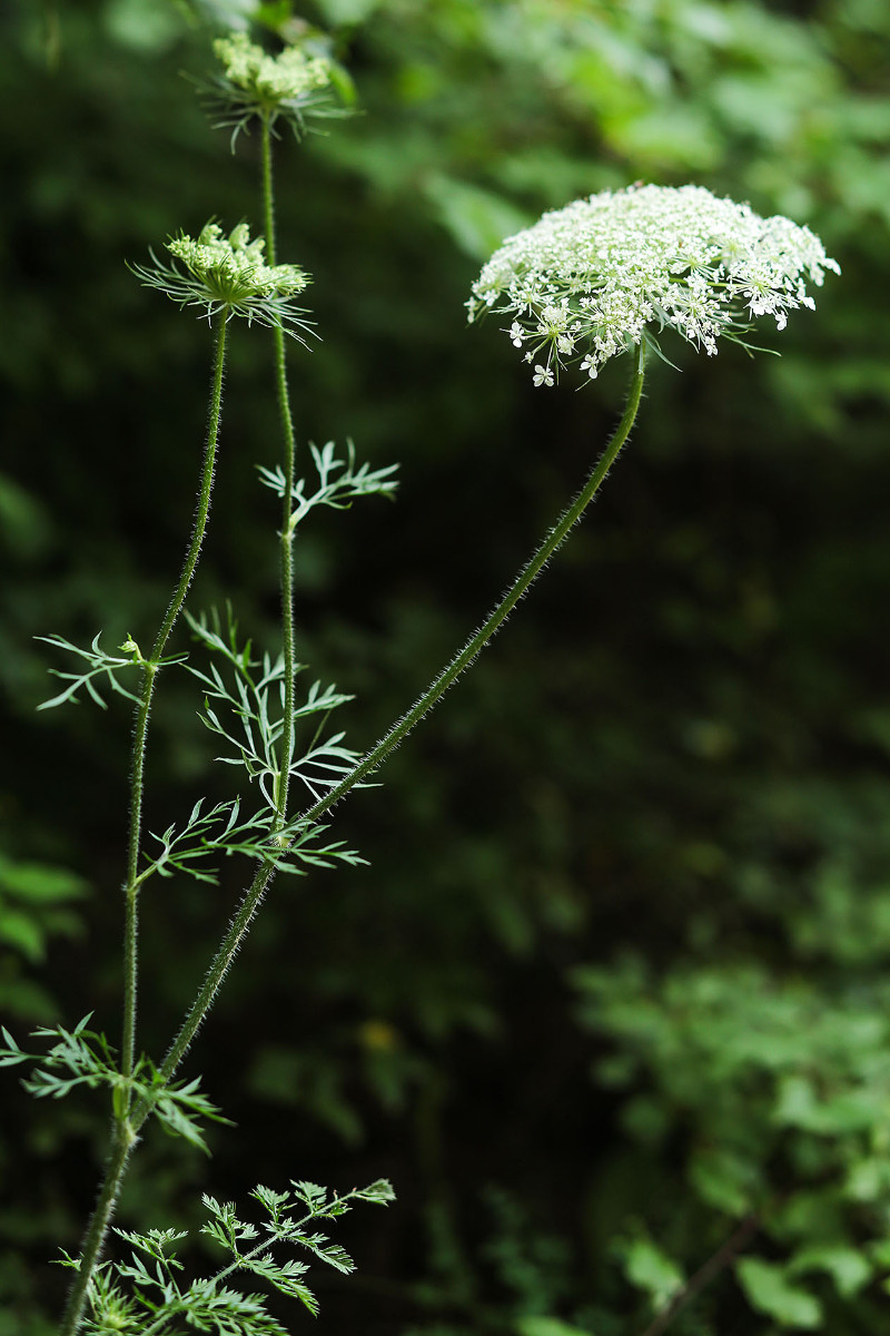 Daucus carota_Wilde Möhre, vielen Dank für die Korrektur an Arthur!