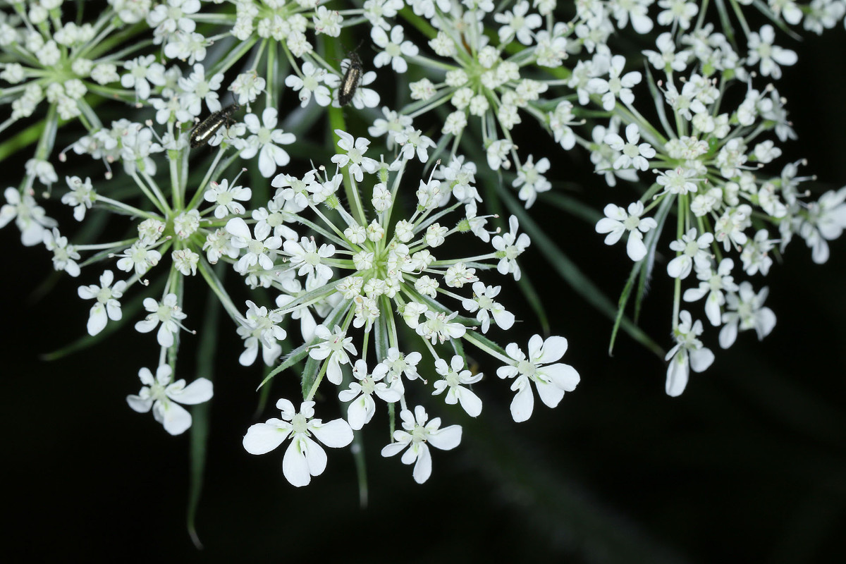 Daucus carota_Wilde Möhre, vielen Dank für die Korrektur an Arthur!