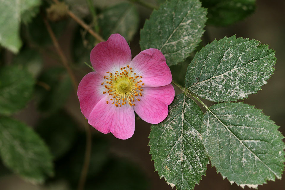 Rosa_rubiginosa_Wein_Rose_3266.jpg