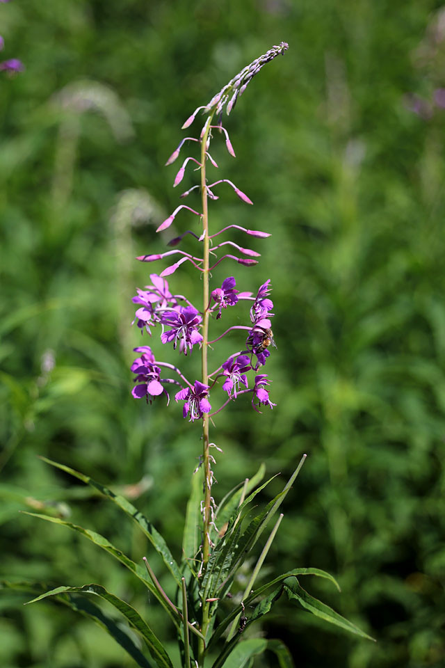 Epilobium_angustifolium_Schmalblaettriges_Weidenroeschen_4097.jpg