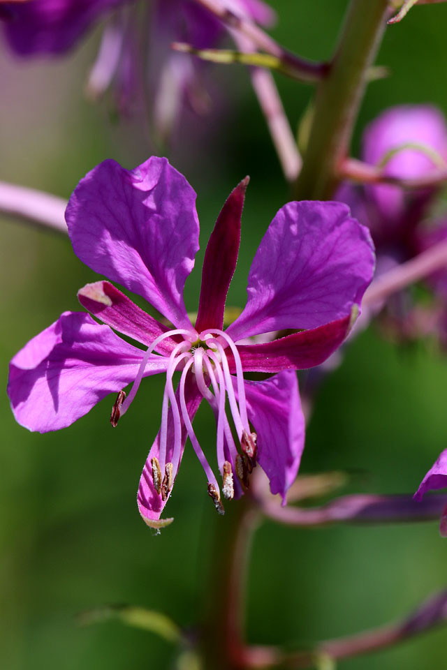 Epilobium_angustifolium_Schmalblaettriges_Weidenroeschen_4278.jpg