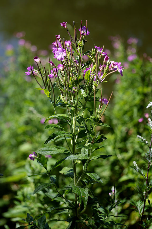 Epilobium_hirsutum_Zottiges_Weidenroeschen_4109.jpg