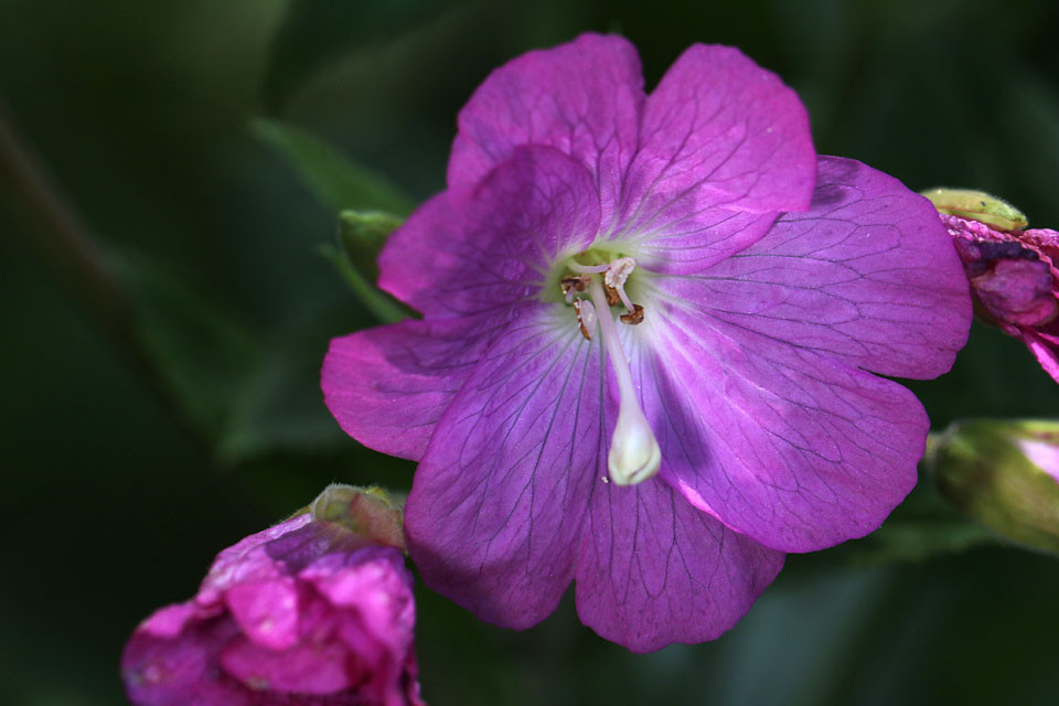 Epilobium_hirsutum_Zottiges_Weidenroeschen_4271.jpg