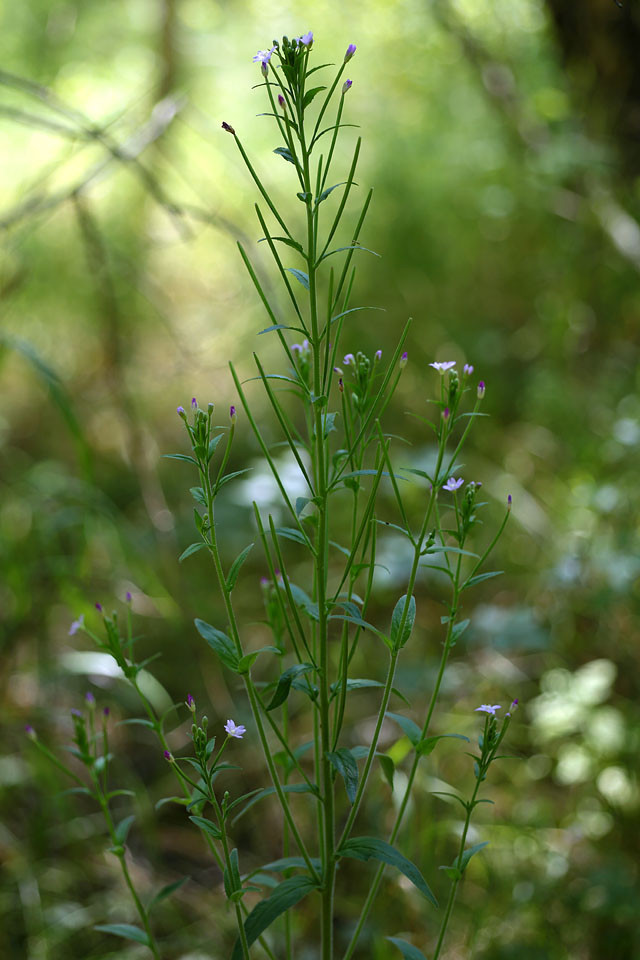 Epilobium_parviflorum_Kleinbluetiges_Weidenroeschen_4088.jpg