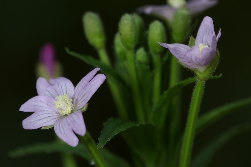 Epilobium_parviflorum_Kleinbluetiges_Weidenroeschen_4265.jpg