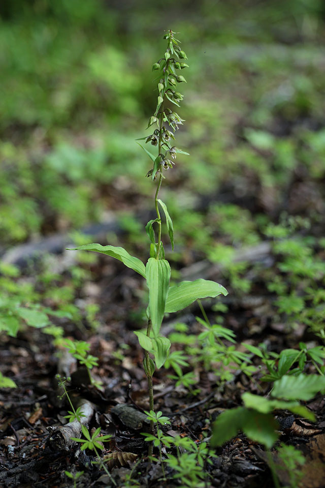 Epipactis_helleborine_4120.jpg