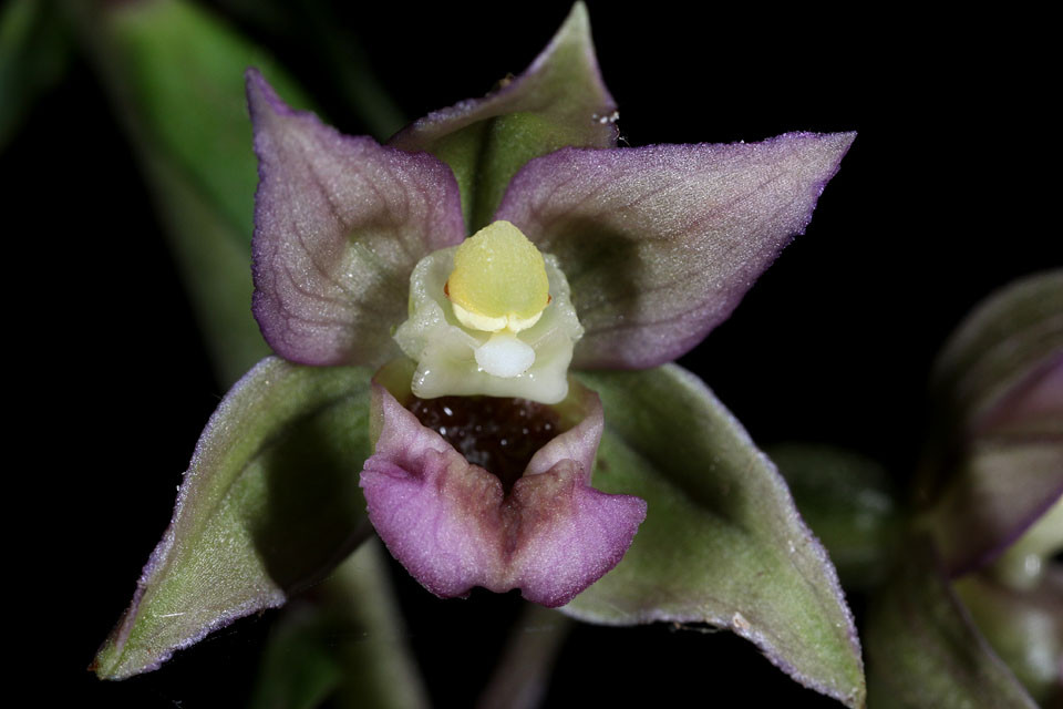 Epipactis_helleborine_4128.jpg