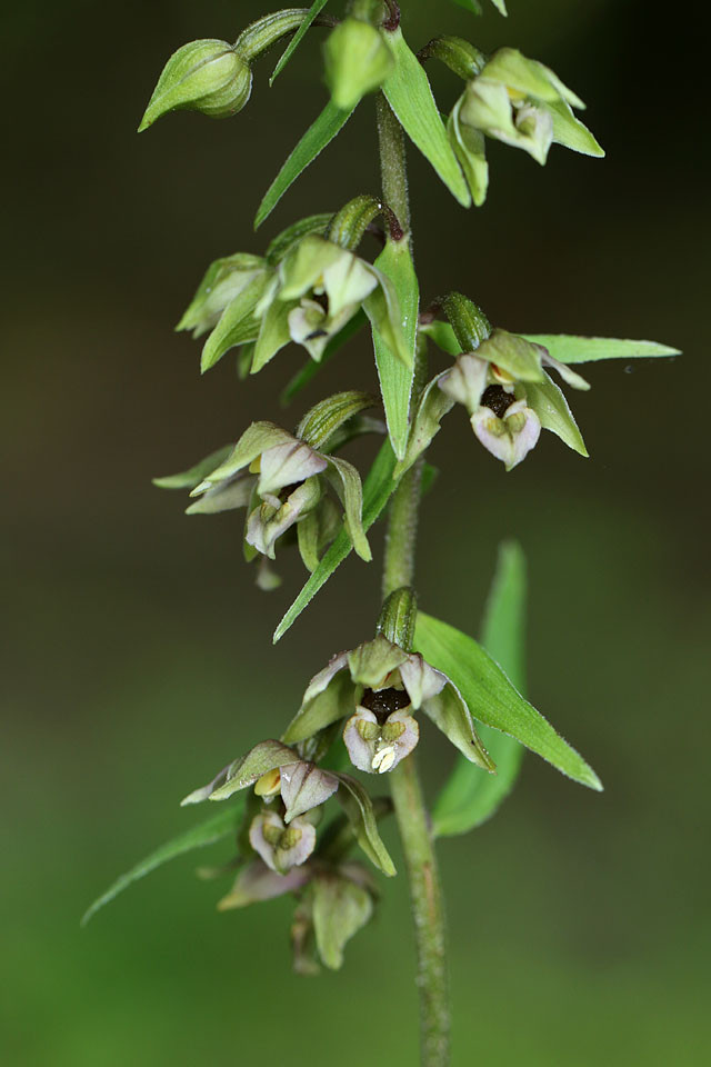 Epipactis_helleborine_4290.jpg