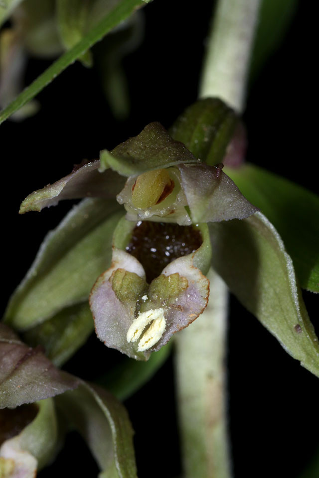 Epipactis_helleborine_4294.jpg