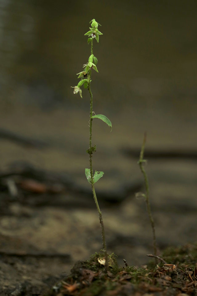 Epipactis_phyllanthes_ssp_confusa_4074.jpg