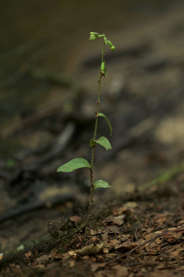 Epipactis_phyllanthes_ssp_confusa_4078.jpg