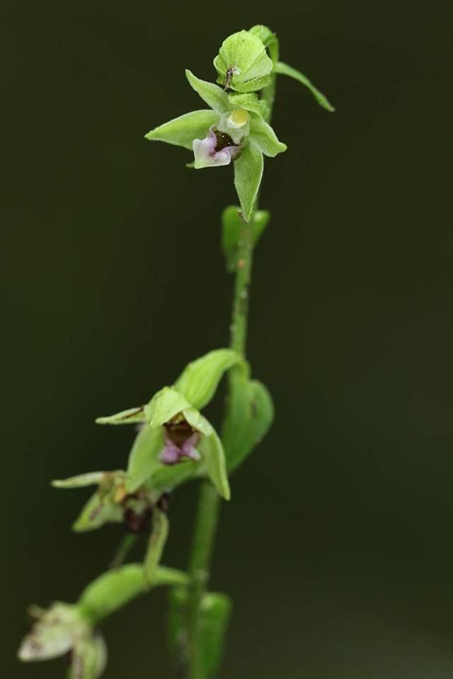 Epipactis_phyllanthes_ssp_confusa_4094.jpg