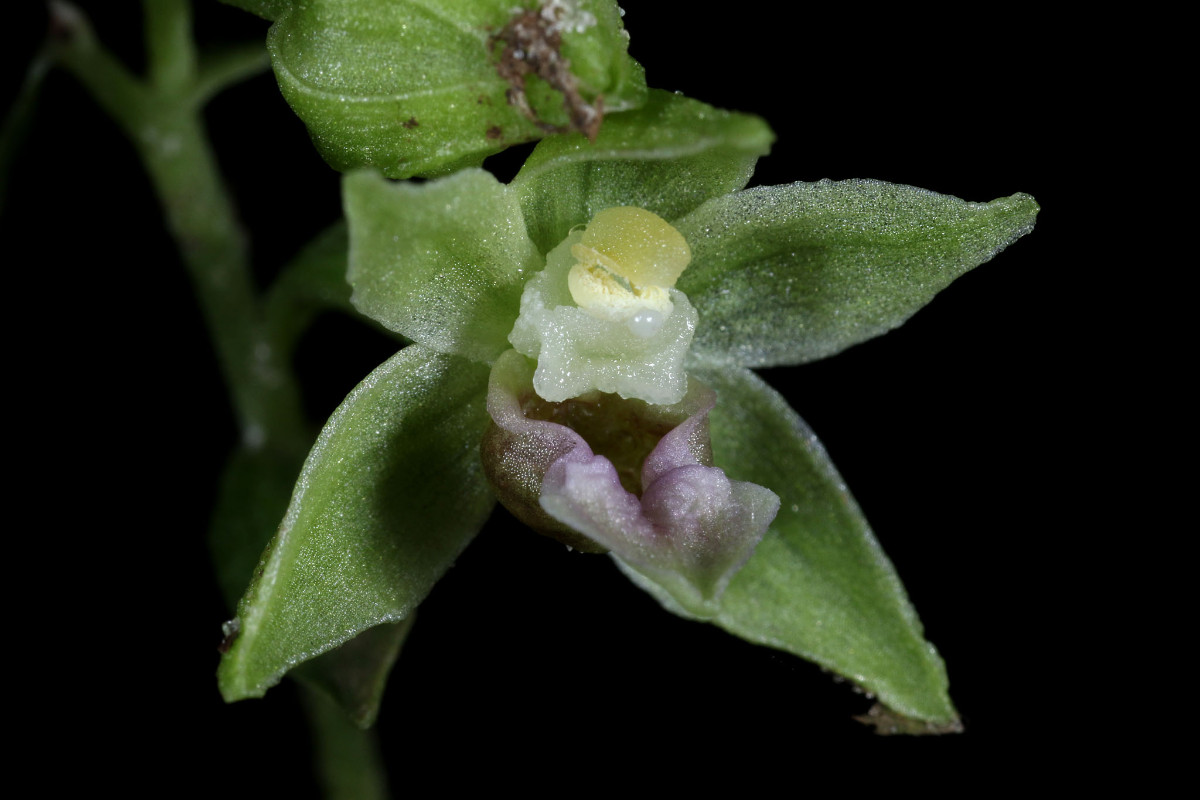 Epipactis_phyllanthes_ssp_confusa_4113.jpg