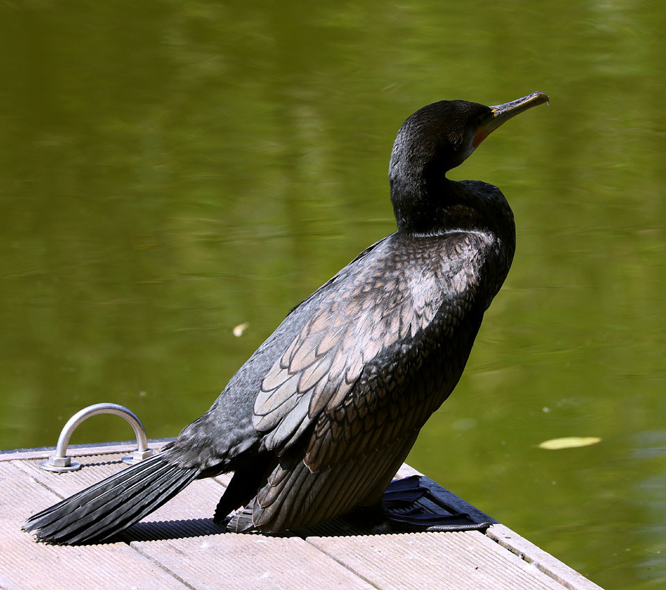 Phalacrocorax_carbo_Kormoran_9345.jpg