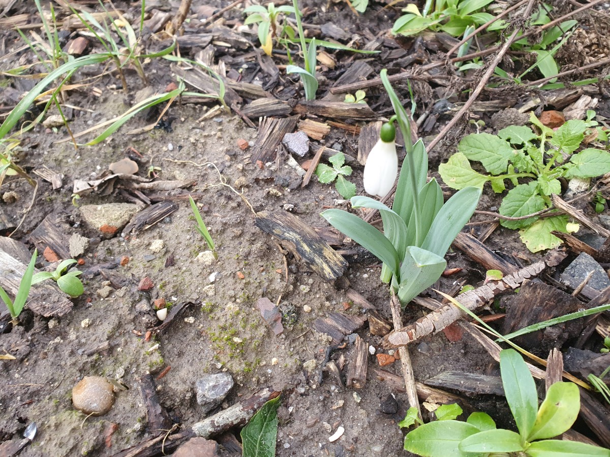 Galanthus woronowii