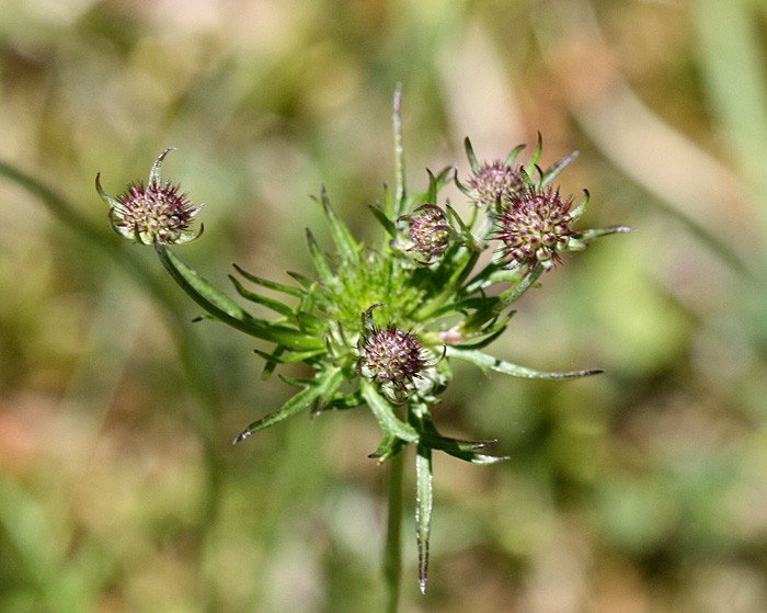 scabiosa.lucida2.jpg